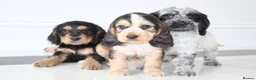Cocker Spaniel dogs for sale: Beautiful KC Registered Show-Type Puppies - Advert 1
