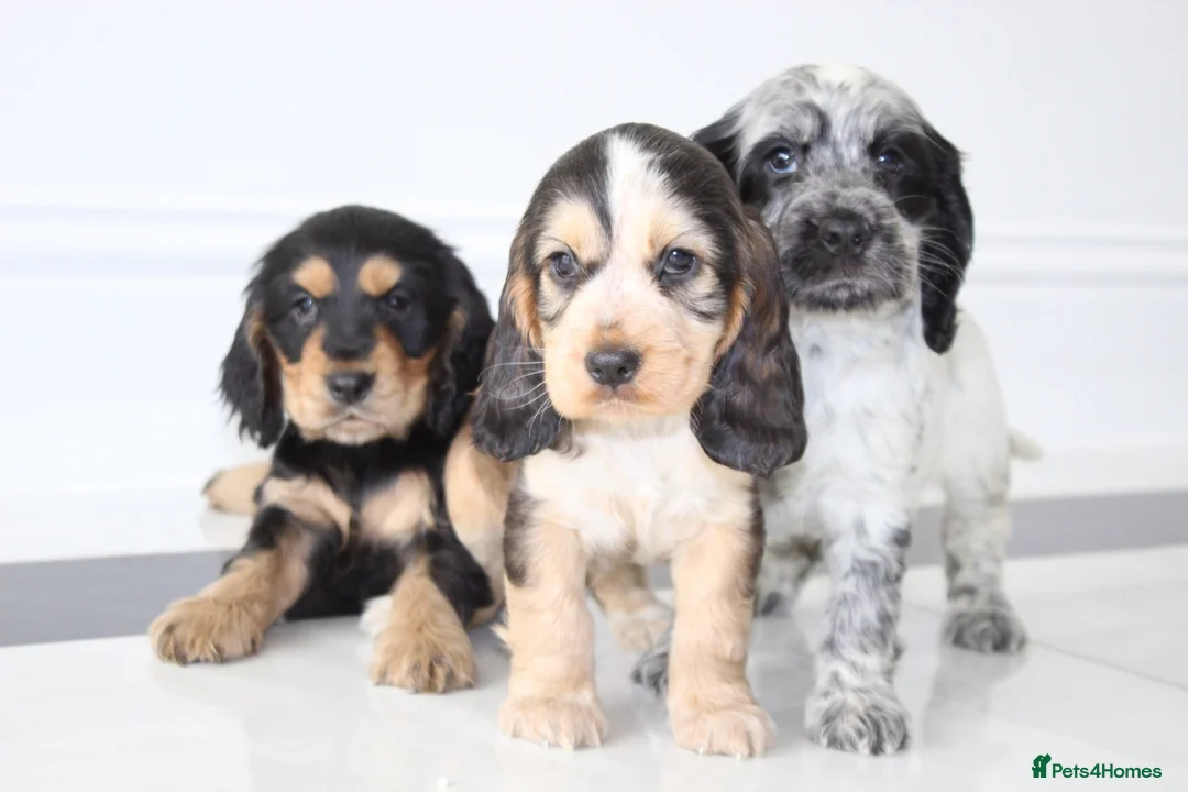 Cocker Spaniel dogs for sale: Beautiful KC Registered Show-Type Puppies - Advert 1