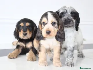 Cocker Spaniel dogs Beautiful KC Registered Show-Type Puppies - Advert 3
