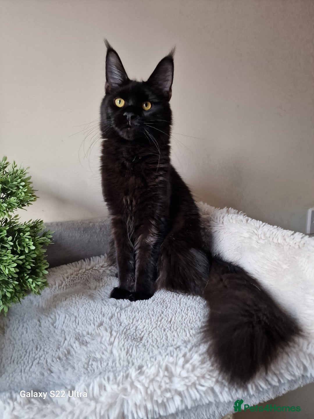 Maine Coon cats for sale: 🎀Females- MAINE COON🎀 - Advert 17