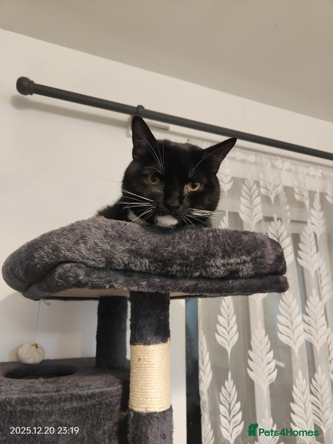 Mixed Breed cats for sale:  ** s for sale - Advert 3