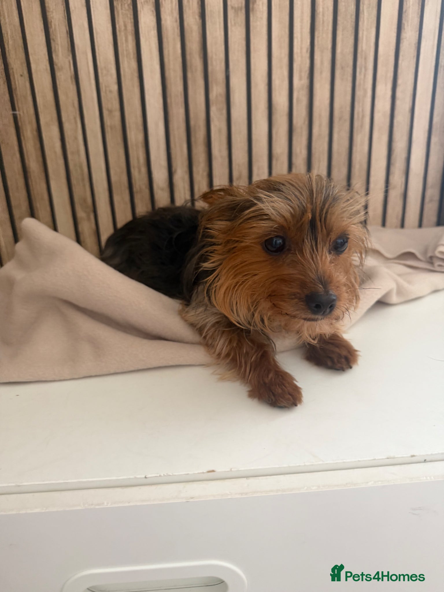 Yorkshire Terrier dogs Yorkshire terrier female  - Advert 1