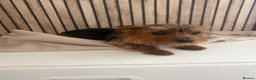Yorkshire Terrier dogs for sale: Yorkshire terrier female  - Advert 1
