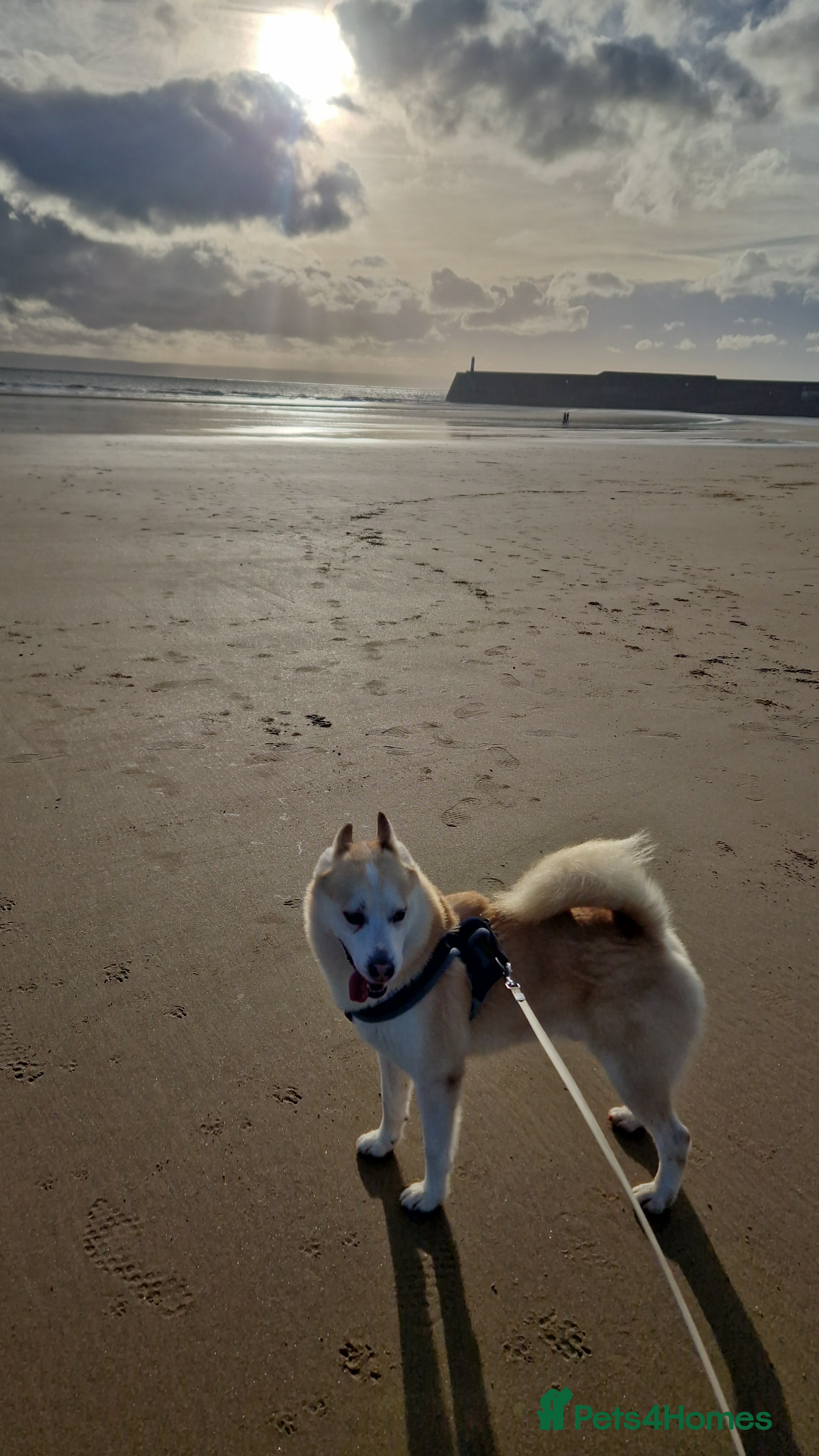 Pomsky dogs Husky/pomsky  - Advert 5