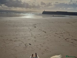 Pomsky dogs Husky/pomsky - Advert 5