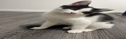 Domestic Shorthair cats for sale: Two beautifully marked male kittens - Advert 21