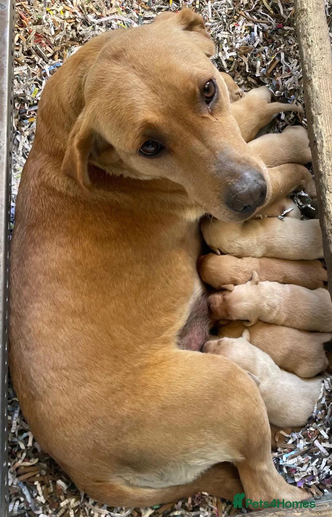 Labrador Retriever dogs for sale: Health Tested Parents KC Reg Lab Pups  - Advert 1