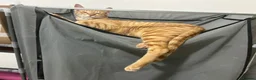 Mixed Breed cats for adoption: MARMALADE JASPER DoG FRIENDLY PAIR BONDED NEUTERED - Advert 12