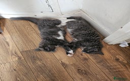 Ragdoll cats for sale: Chartreux cross Ragdoll grey Curly kittens - Image 8