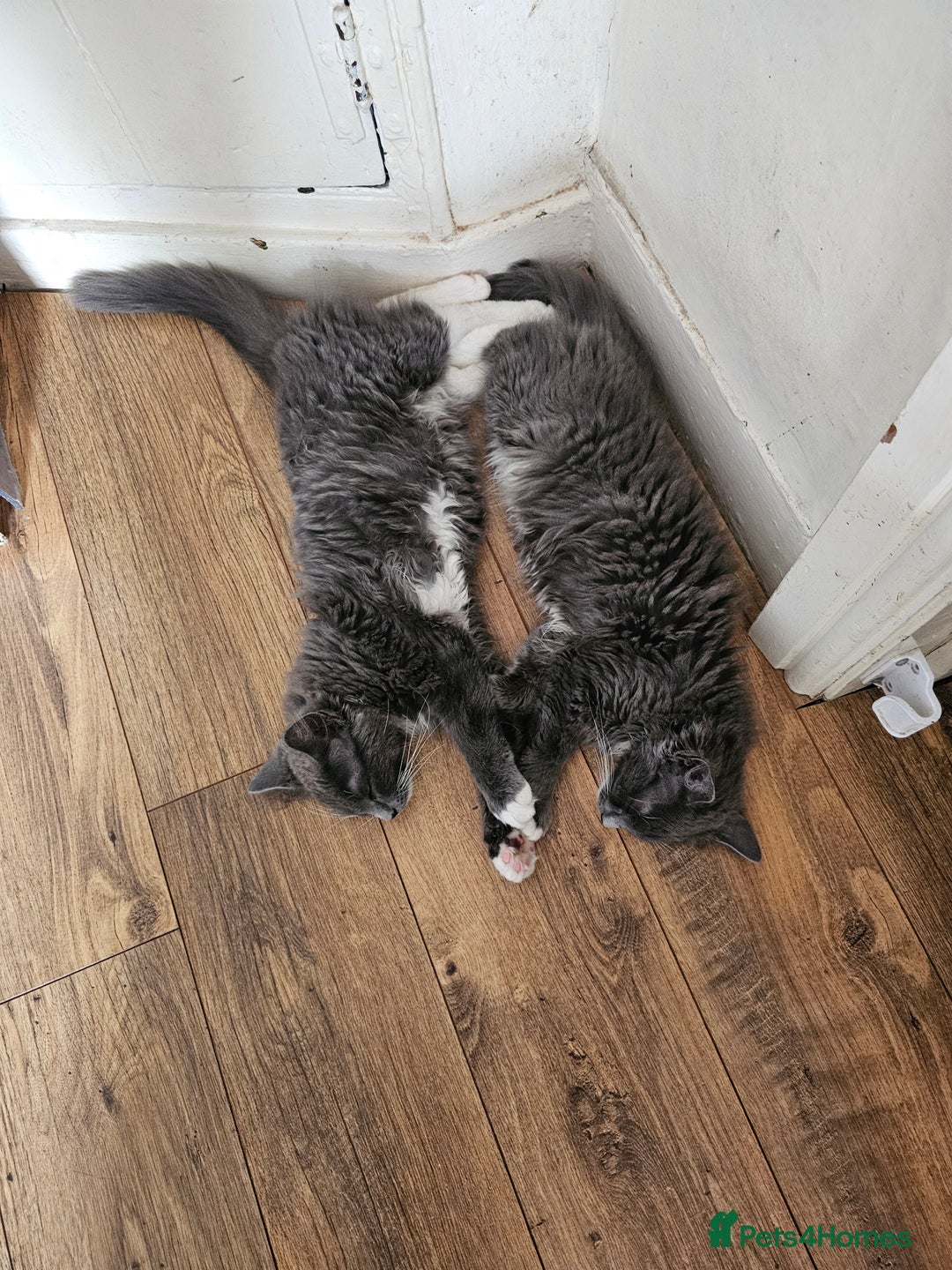 Ragdoll cats for sale: Chartreux cross Ragdoll grey Curly kittens - Image 8