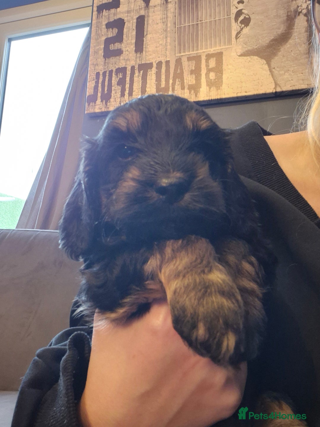 Cockapoo dogs for sale: F2 cockapoo puppies  - Image 3