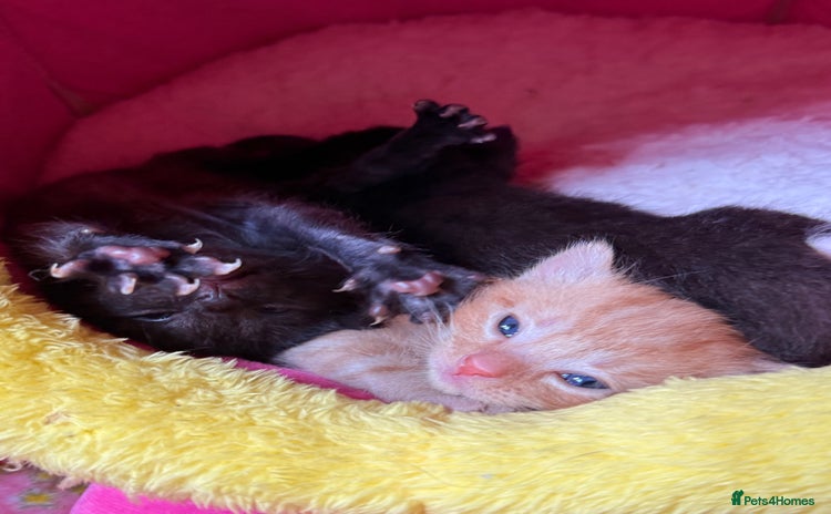 Domestic Shorthair cats - Advert 2
