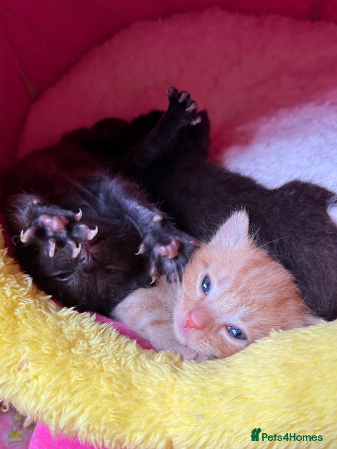Domestic Shorthair cats for sale: 3 kittens for sale  - Image 1