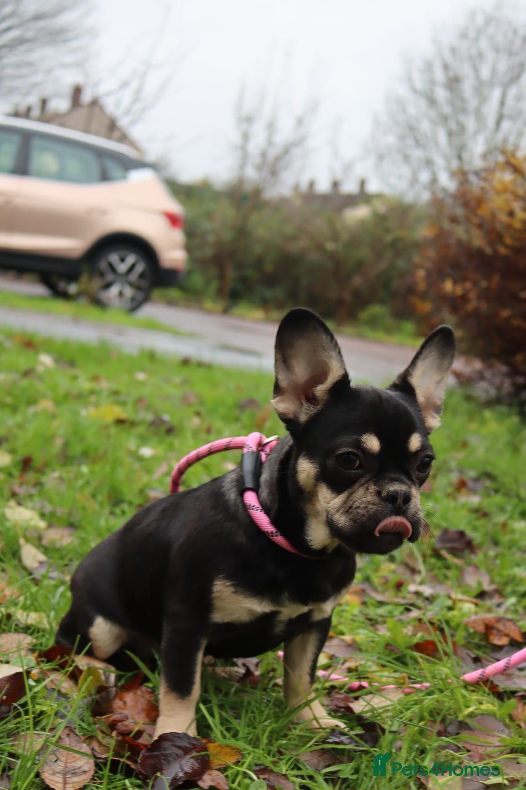 French Bulldog dogs for sale: Panda husky puppy’s  - Advert 8