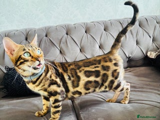 Bengal cats 😻GORGEOUS PURE BEGAL FEMALE😻 - Advert 3