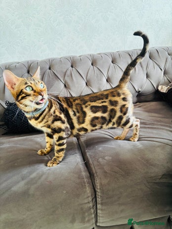Bengal cats 😻GORGEOUS PURE BEGAL FEMALE😻 - Advert 2