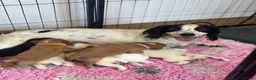 Cocker Spaniel dogs for sale: Kc health tested working cocker pups - Advert 1