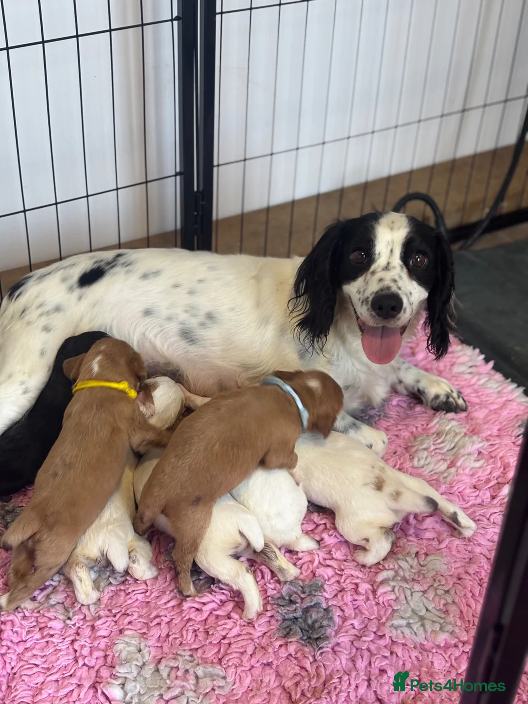 Cocker Spaniel dogs for sale: Kc health tested working cocker pups - Advert 1