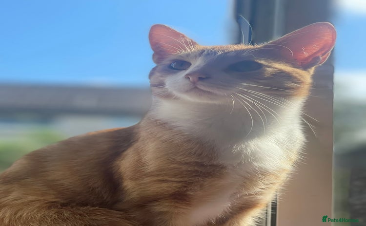 Domestic Shorthair cats - Advert 2