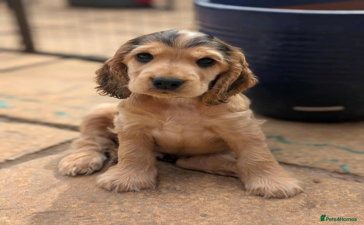 Cocker Spaniel dogs - Advert 3