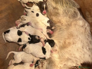 English Springer Spaniel dogs - Advert 9