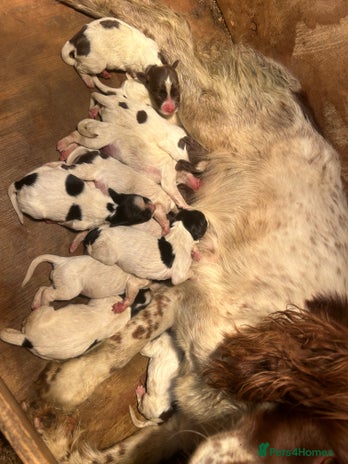 English Springer Spaniel dogs - Advert 8
