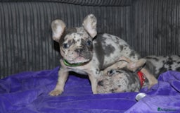 French Bulldog dogs for sale: Stunning blue & lilac merle READY for new homes 🏡 - Image 18