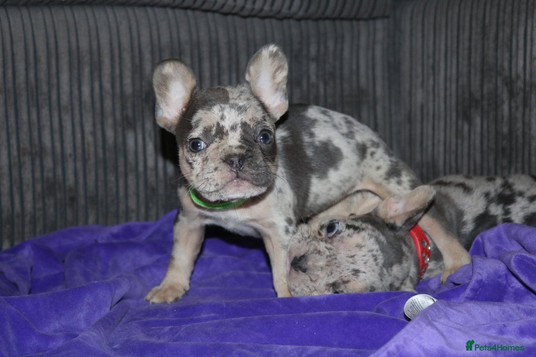 French Bulldog dogs for sale: Stunning blue & lilac merle READY for new homes 🏡 - Image 18