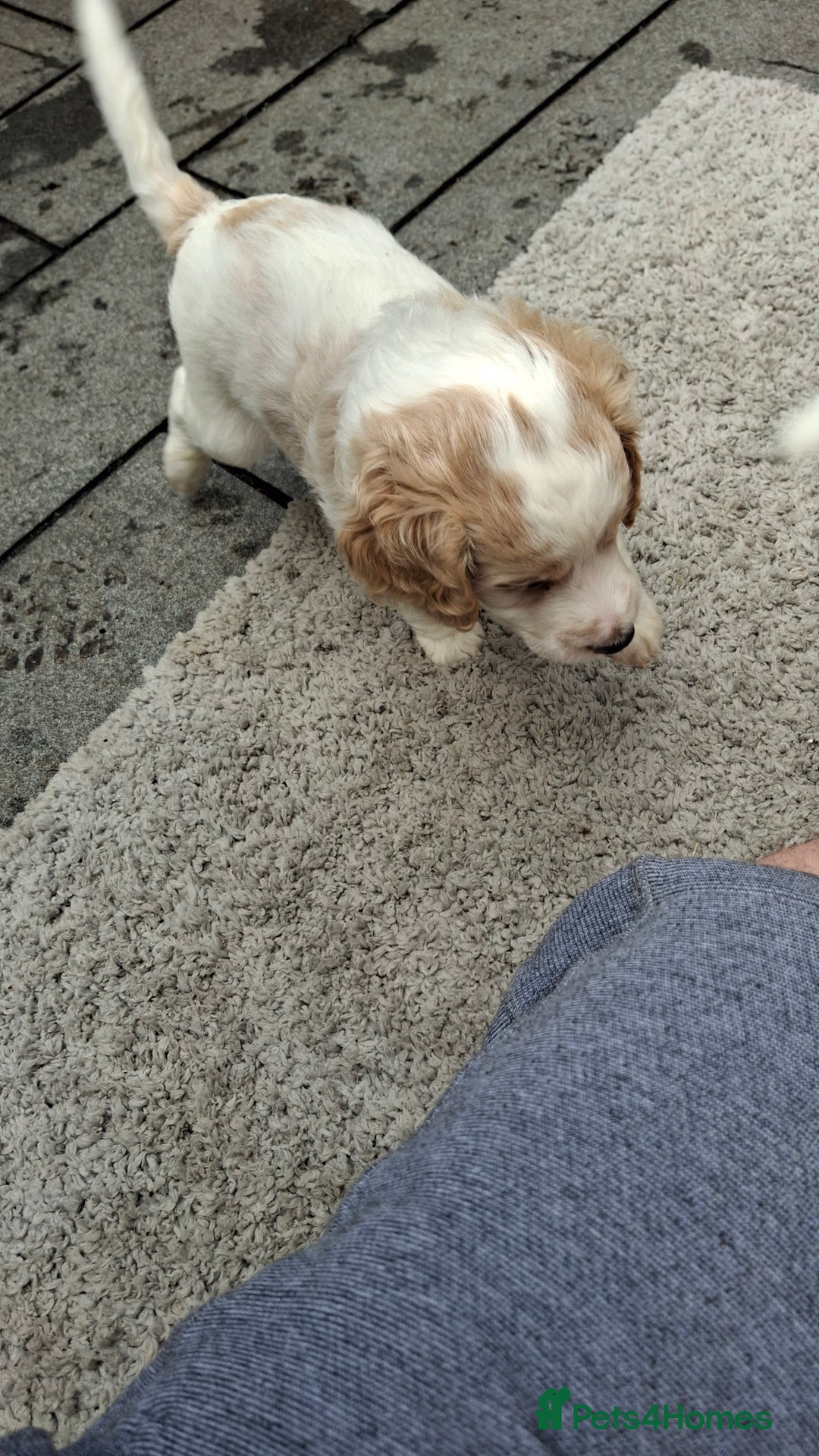 Cockapoo dogs for sale: Mr cassidy - Image 37