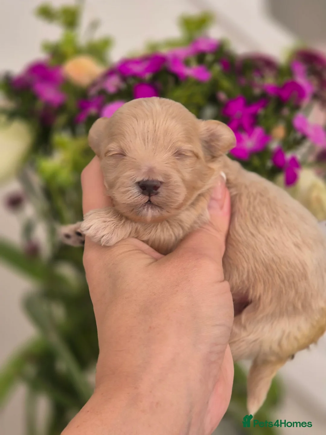 Maltipoo dogs for sale: MALTIPOO PUPPIES  - Advert 7