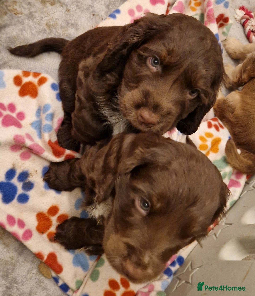 Cocker Spaniel dogs for sale: KC REG CHUNKY GORGEOUS COCKER PUPS - Advert 5