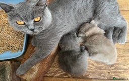 British Shorthair cats for sale: British shorthair  - Image 9