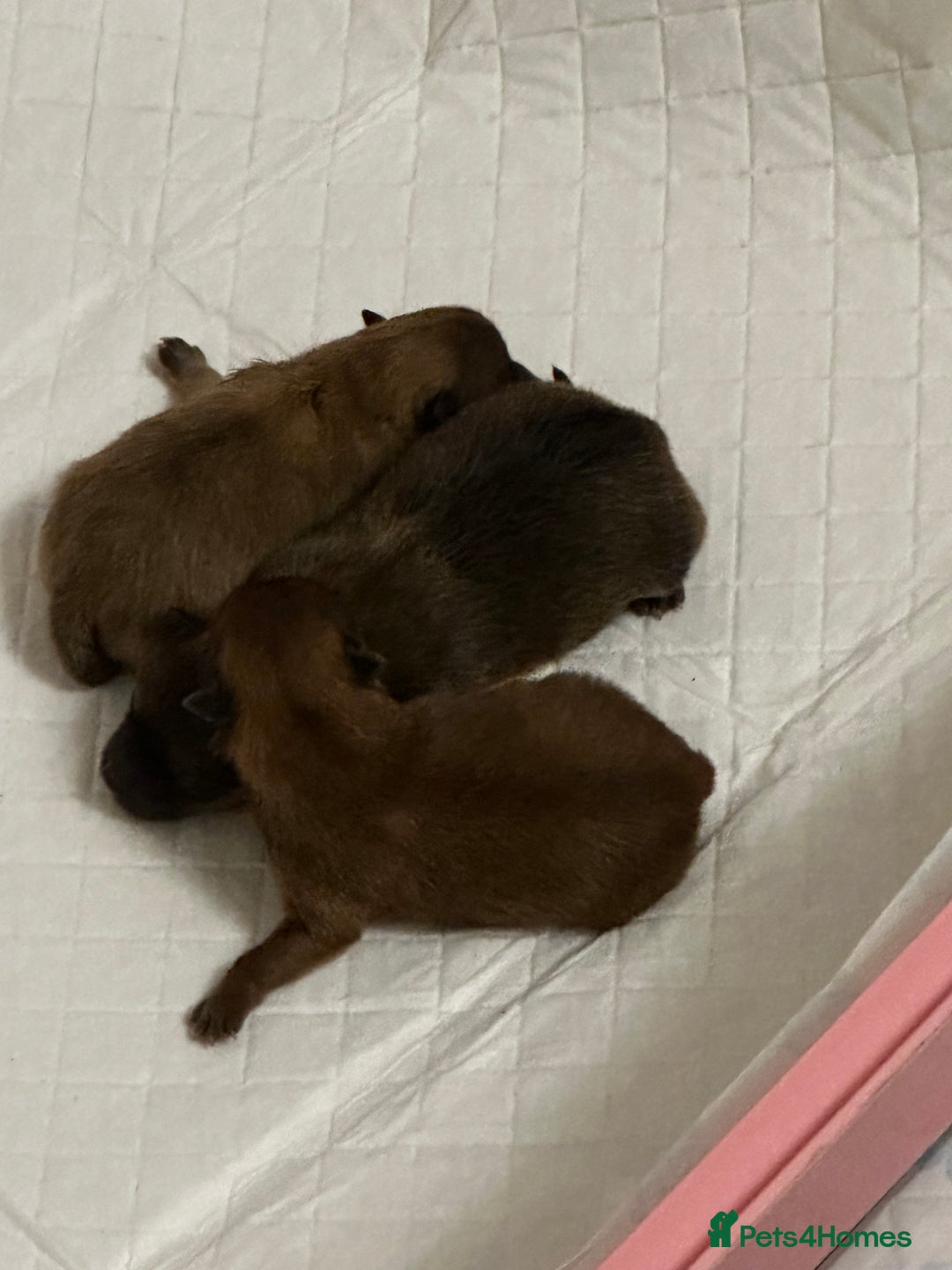 Pomeranian dogs for sale: Teddy bear pomeranians  - Image 7