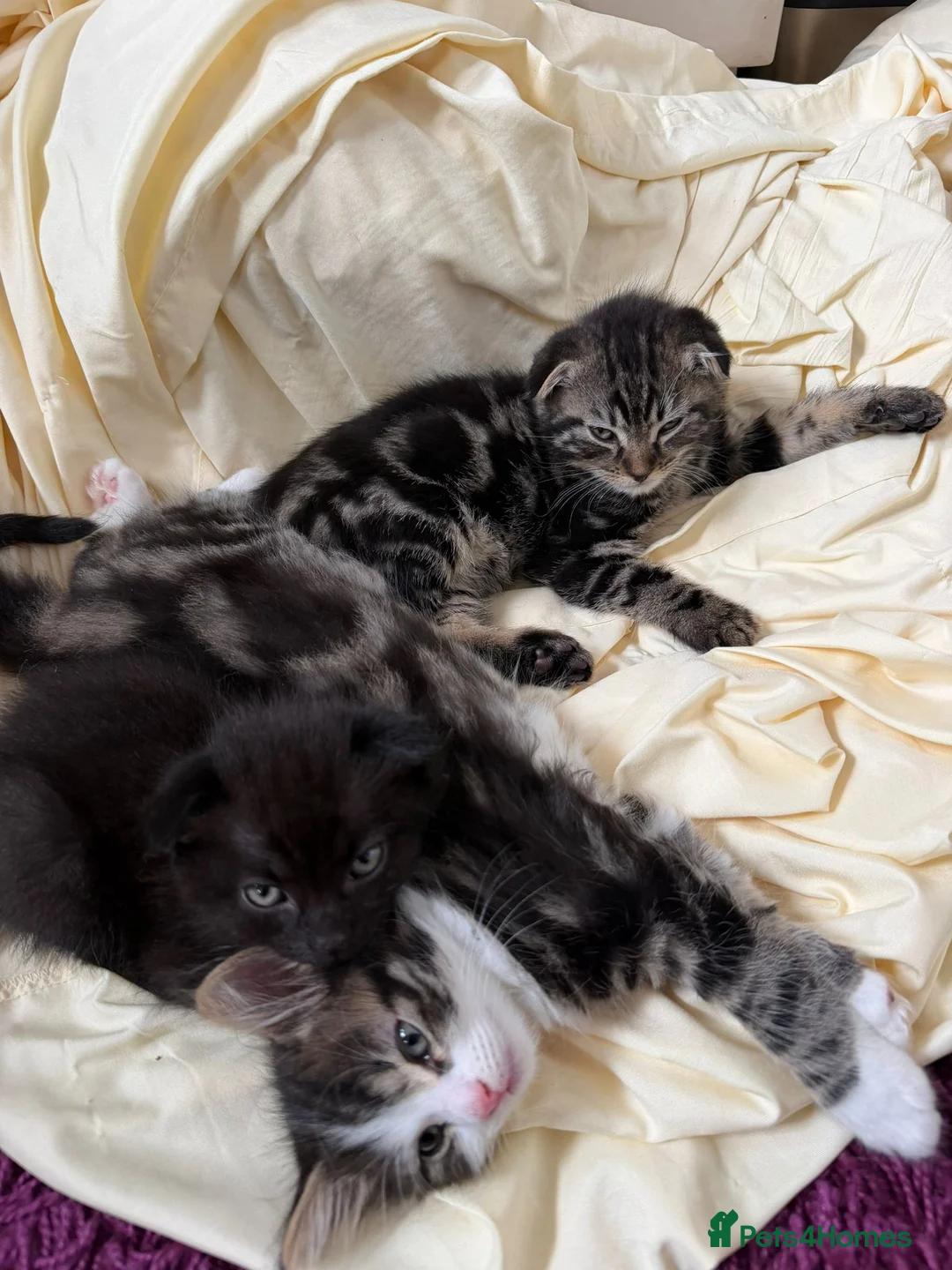Scottish Fold cats for sale: 3 handsome Scottish fold kittens  - Advert 2