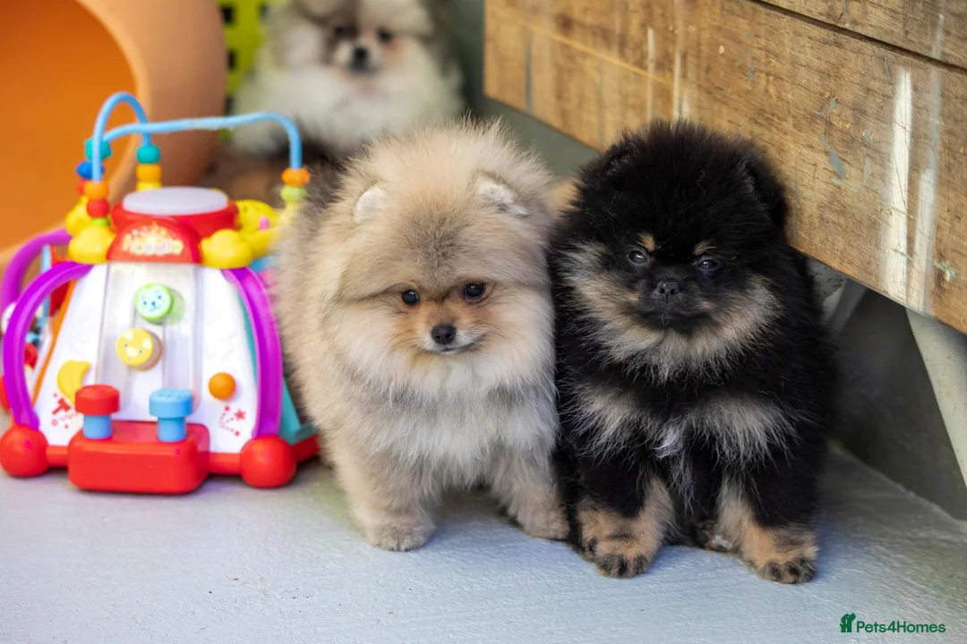 Pomeranian dogs for sale: Miniature Pomeranian girls - Advert 3
