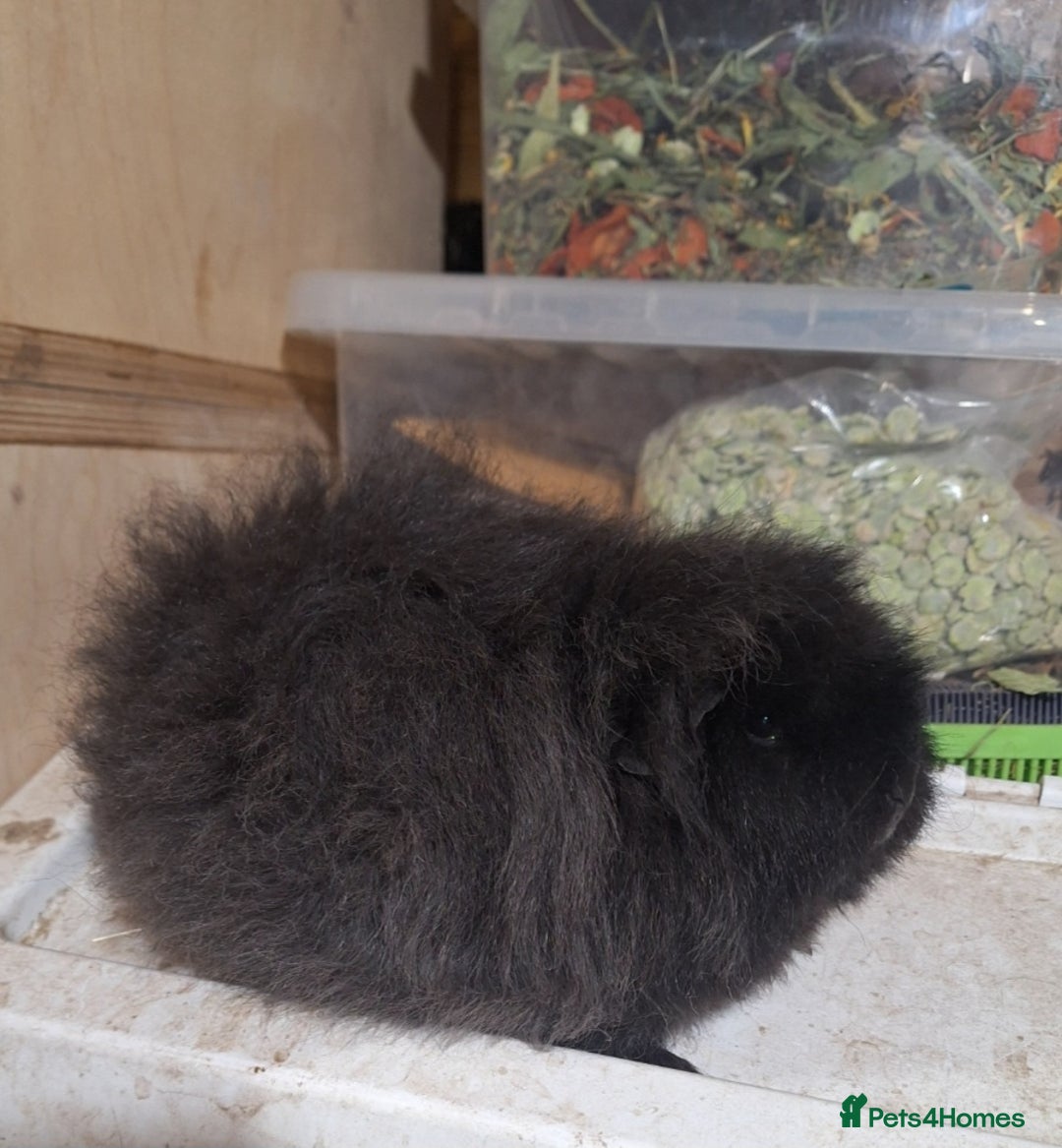 Guinea Pig rodents for sale: Pair of Guinea pig sows ( girls) ready now  - Advert 1