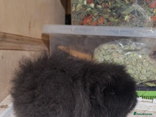 Guinea Pig rodents Pair of Guinea pig sows ( girls) ready now - Advert 1