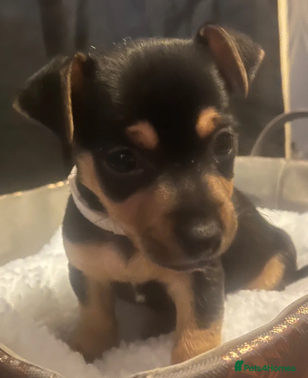 Jack Russell dogs for sale: Miniature rare natural bobtailed jack Russells - Advert 30