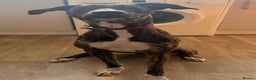 Lurcher dogs for adoption: NELL, young brindle lurcher in rescue - Advert 3