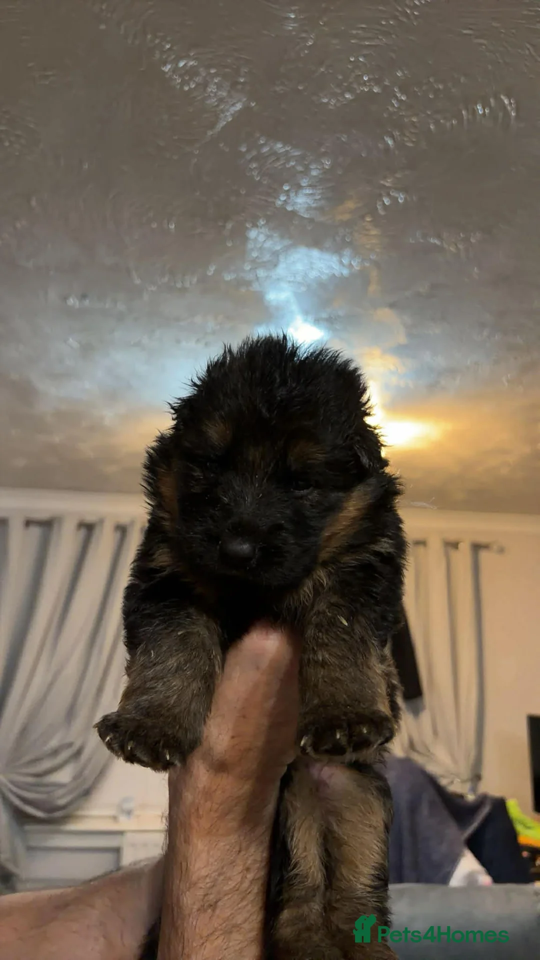 German Shepherd dogs for sale: German shepherd puppies for sale  - Advert 3