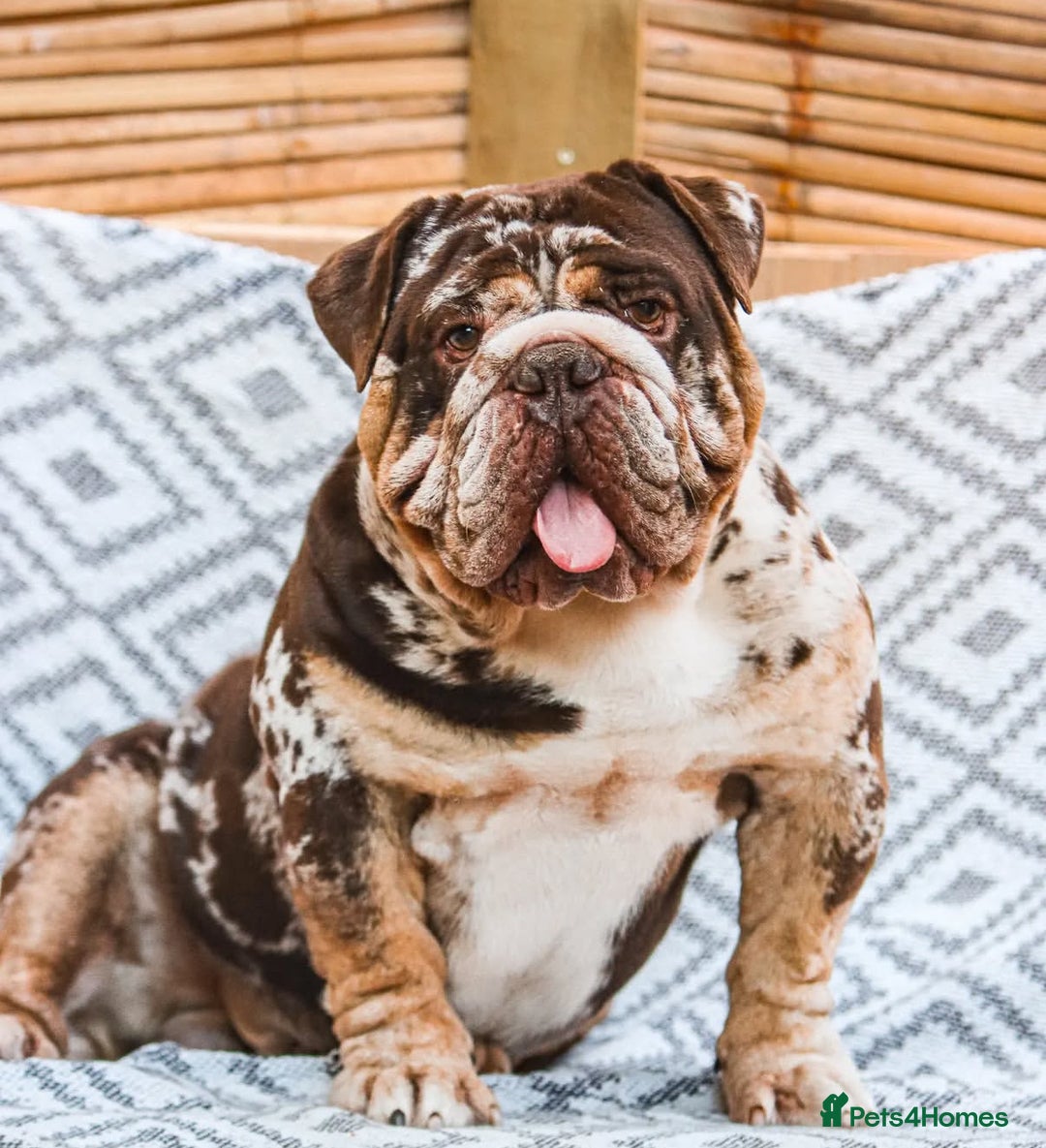 Dorset Olde Tyme Bulldogge dogs for stud: Limited Availability  Proven Bulldog Stud Services - Image 4