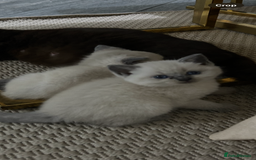 British Shorthair cats for sale: British short hair/british longhair - Image 2