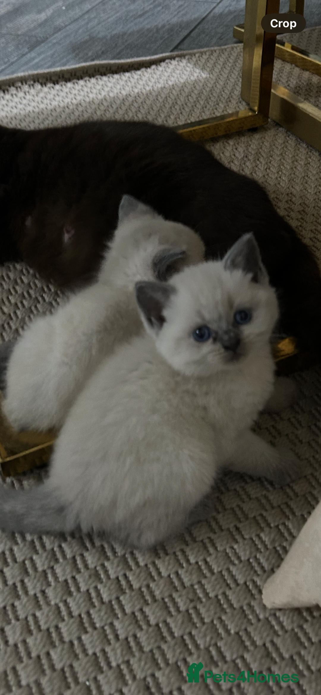British Shorthair cats for sale: British short hair/british longhair - Image 2