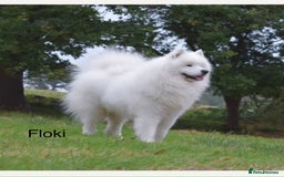 Samoyed dogs for sale: Beautiful Pure Breed Samoyed Puppies - Image 5