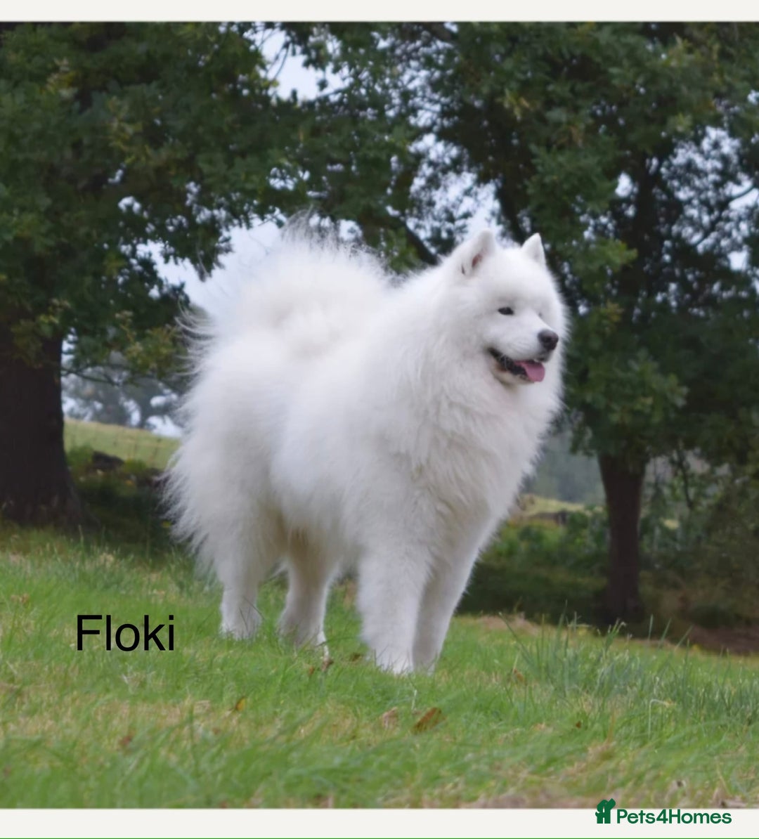 Samoyed dogs for sale: Beautiful Pure Breed Samoyed Puppies - Image 5