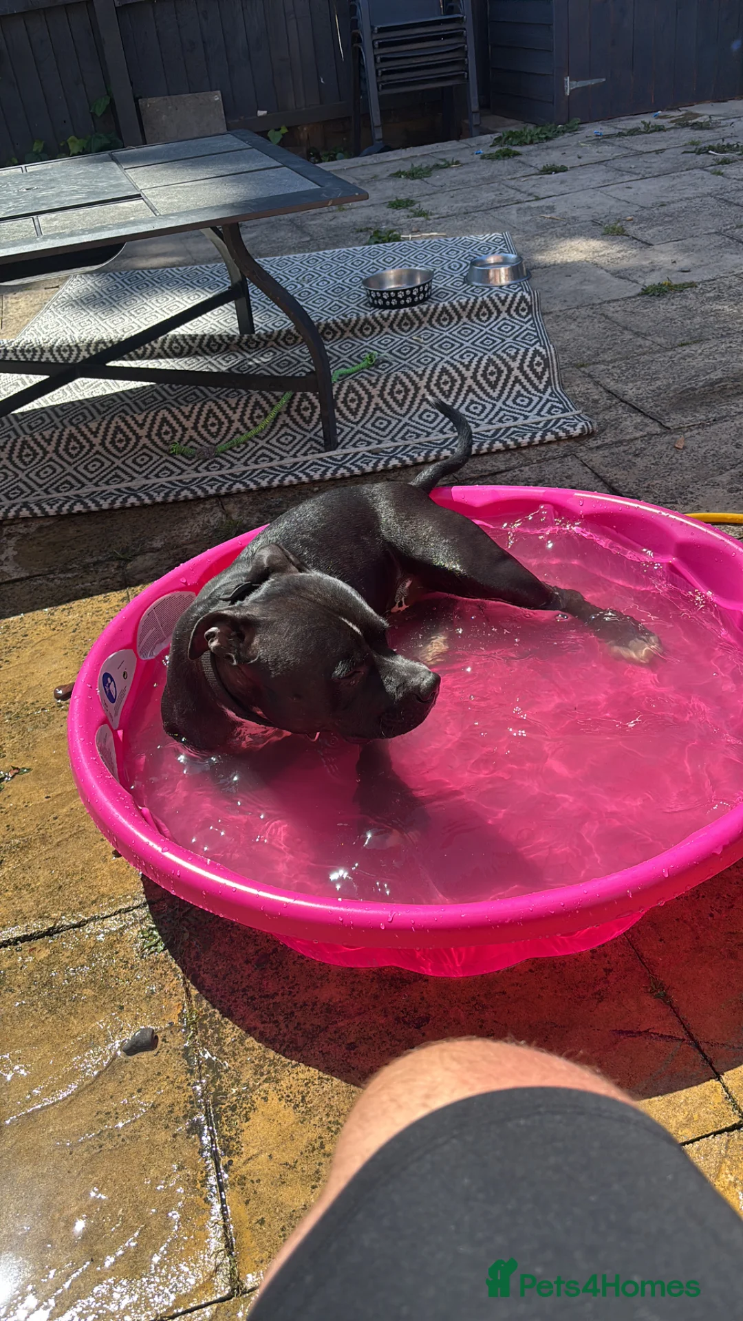 Staffordshire Bull Terrier dogs for sale: Bruno 3 y/o Staffordshire bull terrier  in Gateshead - Advert 5