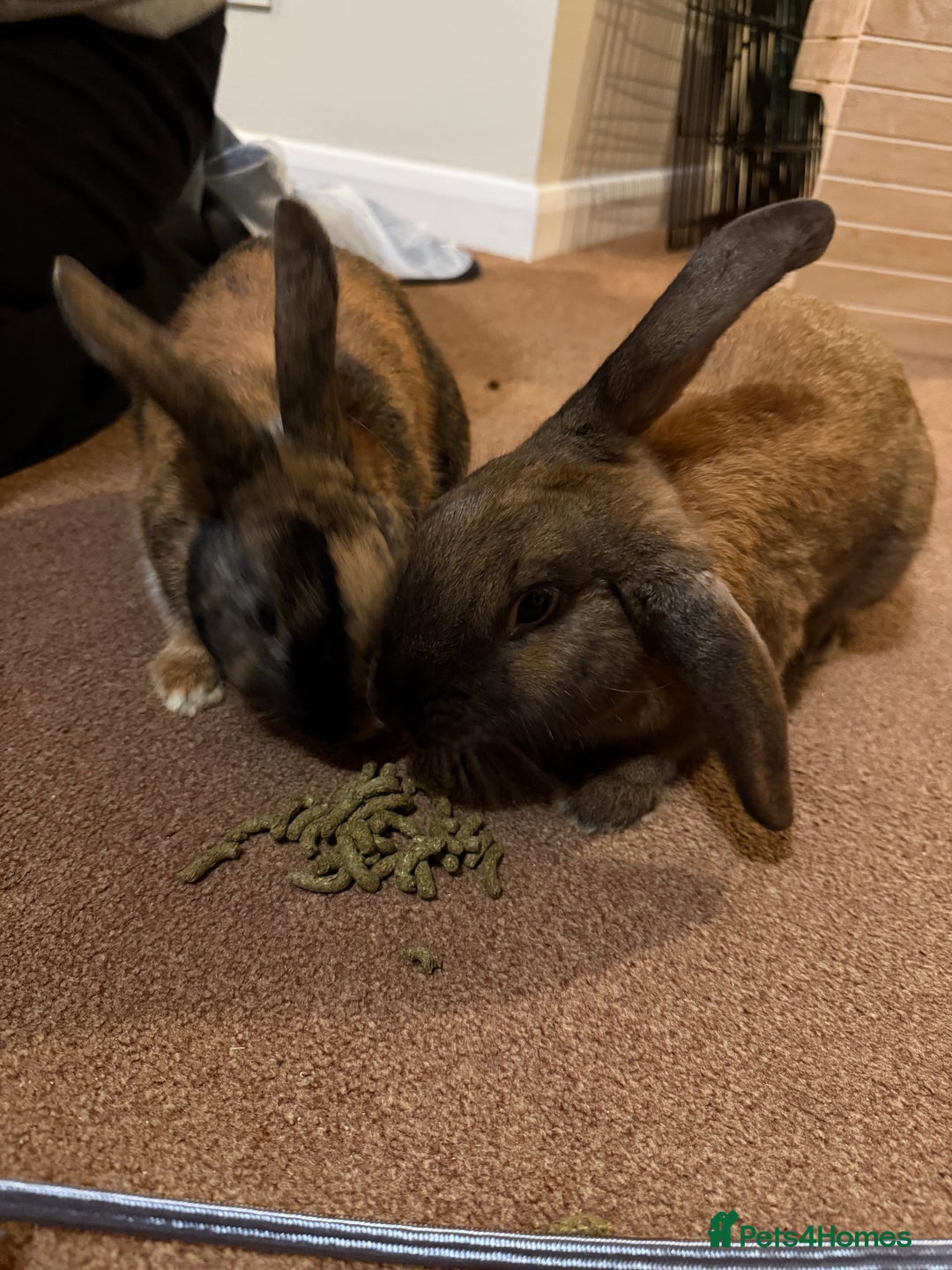 Mixed Breed rabbits for sale: 2 beautiful rabbits  - Advert 6