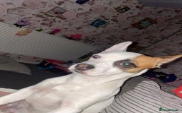 Mixed Breed dogs for sale: Jack Russell/French bulldog - Image 2