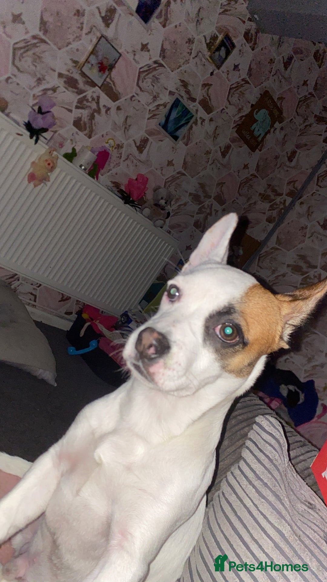 Mixed Breed dogs for sale: Jack Russell/French bulldog - Image 2