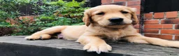 Golden Retriever dogs for sale: KC Reg Dark Red Golden Retriever-100% DNA Tested - Advert 11